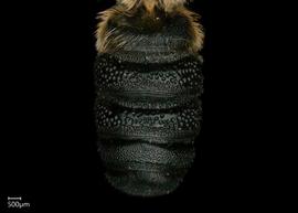   Callomegachile sculpuralis  male abdomen, photo: Shaun Heller 

